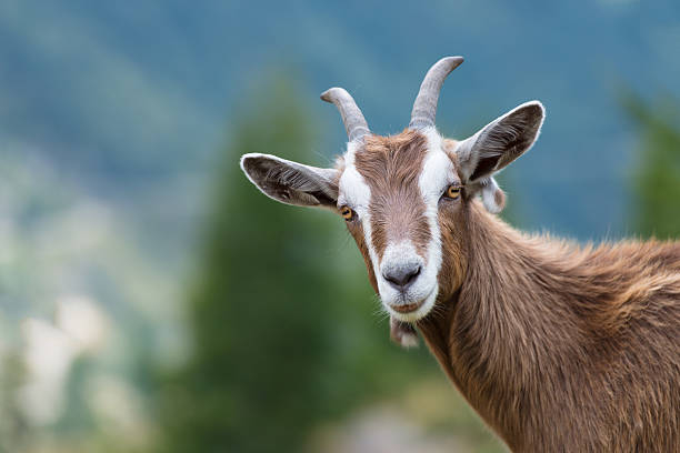 Capra vecinului